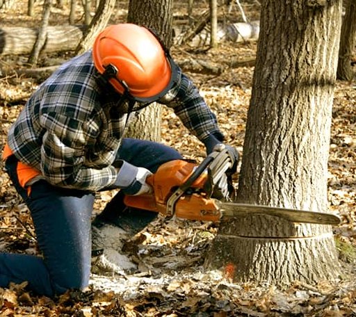 Tree Removal in Leslie, GA